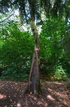 A lonely tree Stock Photos