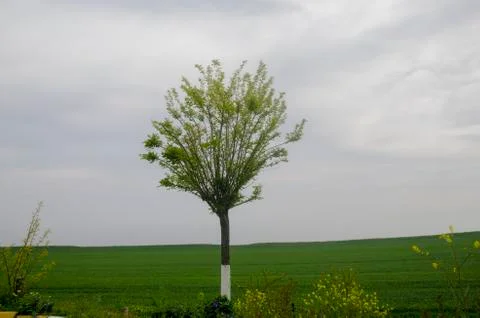 The Lonely Tree Stock Photos