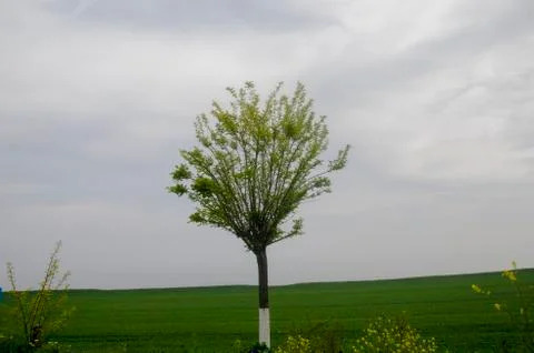 The Lonely Tree Stock Photos