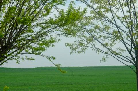 The Lonely Tree Stock Photos