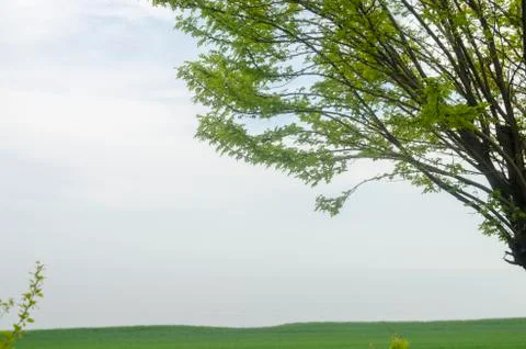 The Lonely Tree Stock Photos