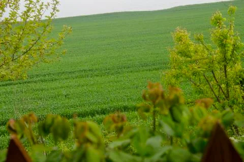 The Lonely Tree Stock Photos