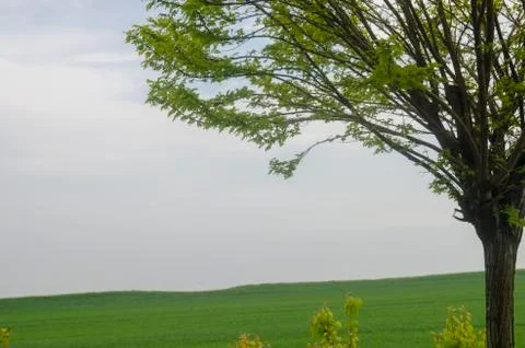 The Lonely Tree Stock Photos