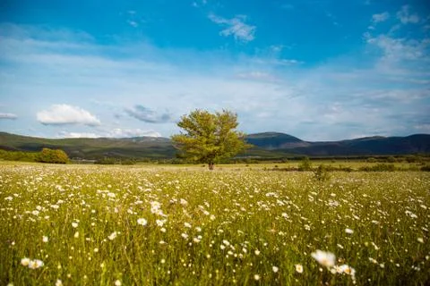 Lonely tree Stock Photos