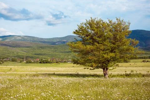 Lonely tree Stock Photos
