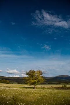Lonely tree Stock Photos