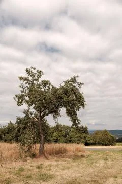 Lonely tree Stock Photos