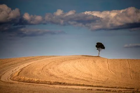 Lonely tree Stock Photos