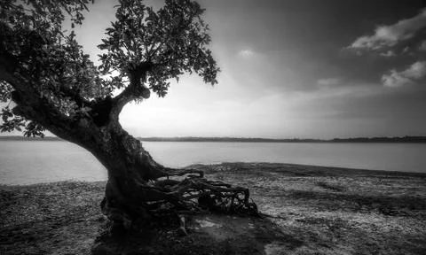 THE LONELY TREE Stock Photos