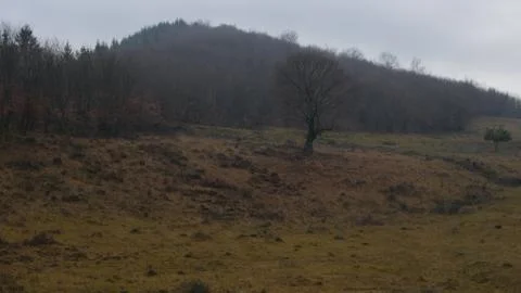 Lonely Tree Stock Photos