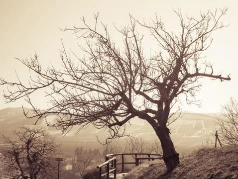 Lonely tree Stock Photos