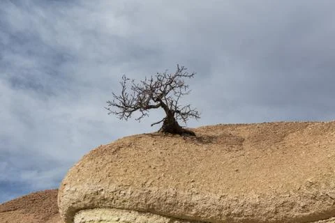 Lonely tree Stock Photos