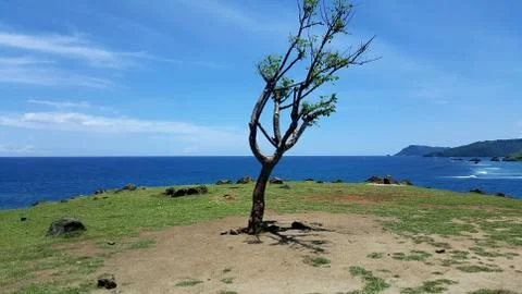 Lonely tree Stock Photos