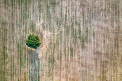 A lonely tree Stock Photos