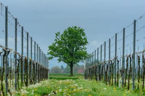 Lonely tree Stock Photos