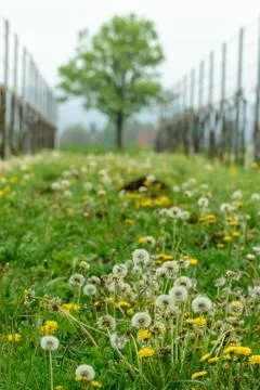 Lonely tree Foto stock