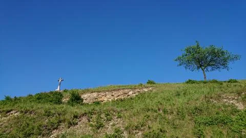 Lonely tree Stock Photos