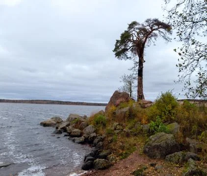 Lonely tree Stock Photos