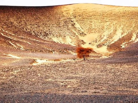 Lonely tree Stock Photos