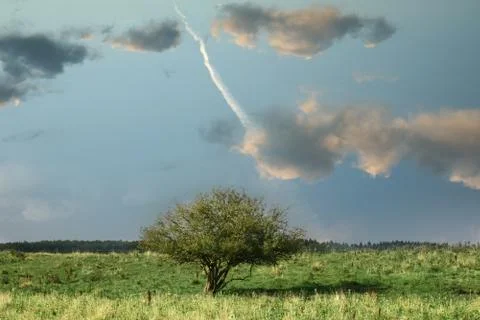 Lonely tree Stock Photos