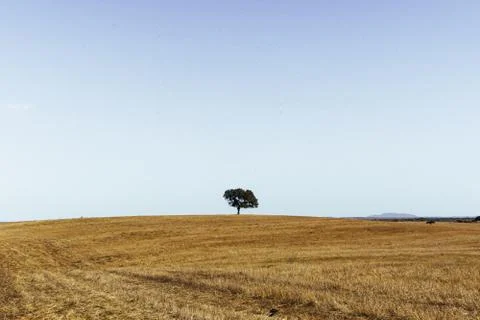 Lonely tree Stock Photos