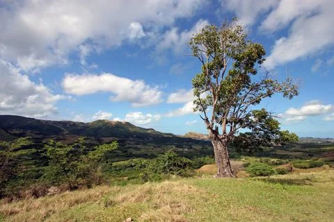 Lonely Tree Stock Photos
