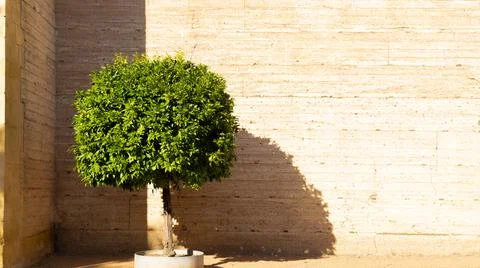 Lonely Tree Stockfoto's