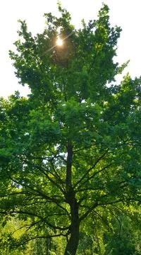 Lonely Tree Foto stock