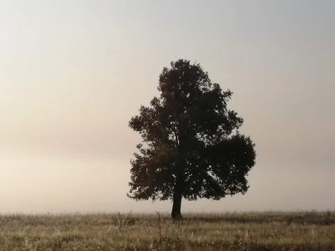 A lonely tree 스톡 사진
