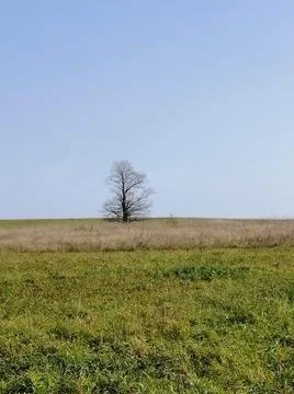 A lonely tree Stock Photos