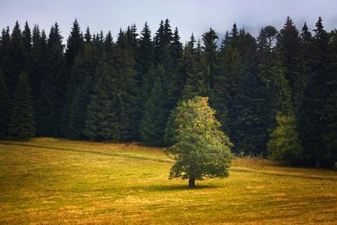 Lonely tree Stock Photos