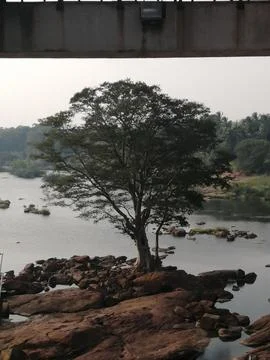 Lonely tree Stock Photos