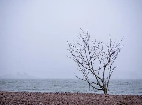 Lonely tree Stock Photos