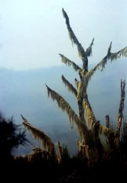 LONELY TREE Stock Photos