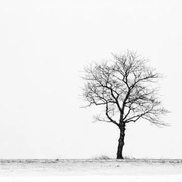 Lonely Tree 库存照片