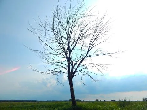 Lonely Tree Stock Photos