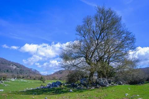 Lonely Tree 写真素材