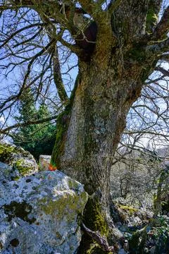 Lonely tree 写真素材