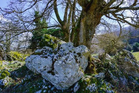 Lonely tree 写真素材