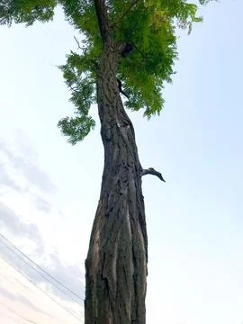 Lonely tree Stock Photos