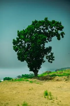 A lonely tree Stock Photos