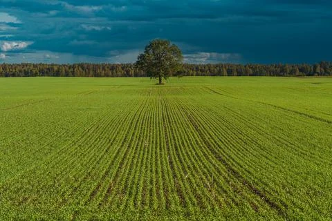 Lonely tree Stock Photos