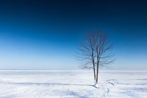 Lonely tree on a plain covered with snow Stock Photos