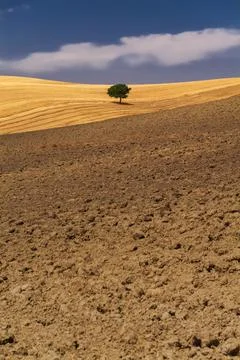 A lonely tree in the plowed fields Stock Photos