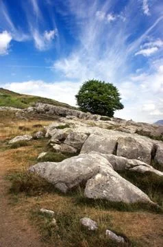 A lonely tree in pyrenees Stock Photos