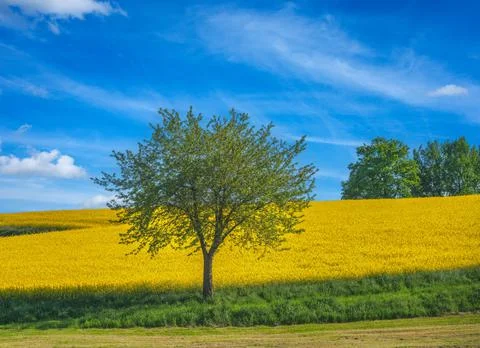 Lonely tree at a rape filed Stock Photos