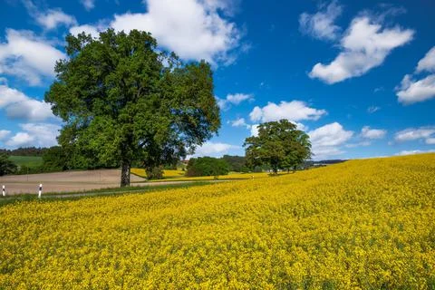 Lonely tree at a rape filed Stock Photos