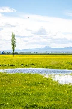 Lonely Tree Reflected in Spring Waters - Scenic Nature Landscape Stock Photos