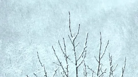 The lonely tree resists to snow, a wind and a cold 動画素材 10566316