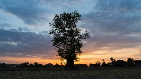 Lonely tree in the rice field at sunset. Stock Footage 102216381